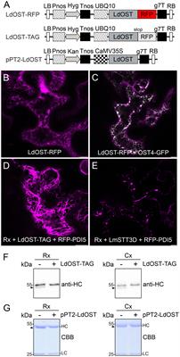 An oligosaccharyltransferase from Leishmania donovani increases the N-glycan occupancy on plant-produced IgG1